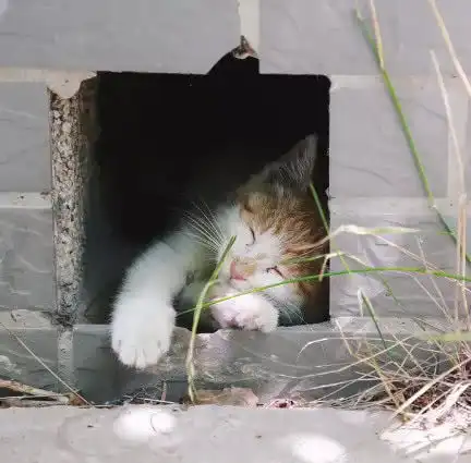表情橘猫生活在一个小洞里,有人经过就撒娇卖萌,被它的表情萌翻了表情

