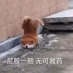 分享给你们一些可爱小动物的表情包

