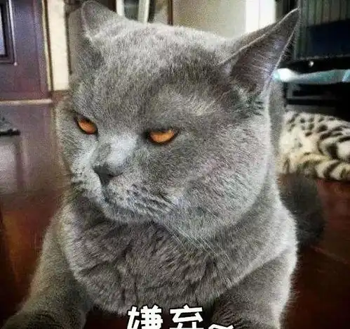 猫咪突然不在猫砂盆里大小便了,这是怎么回事

