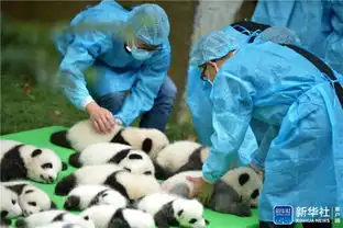 成都23只大熊猫幼仔集体上演熊猫瘫
