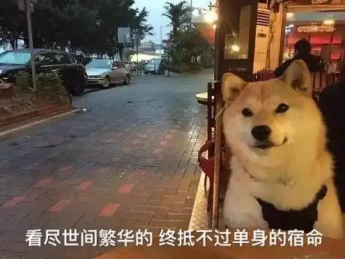 柴犬为什么叫戏精看了这些表情包你就知道了
