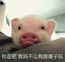 猫咪搞怪高清表情包
