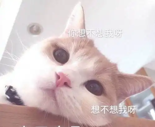 猫咪出现以下几种行为,证明不是你在养它,而是它在养你
