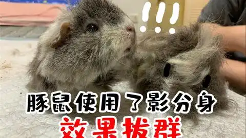 荷兰猪咀嚼声咽口水

