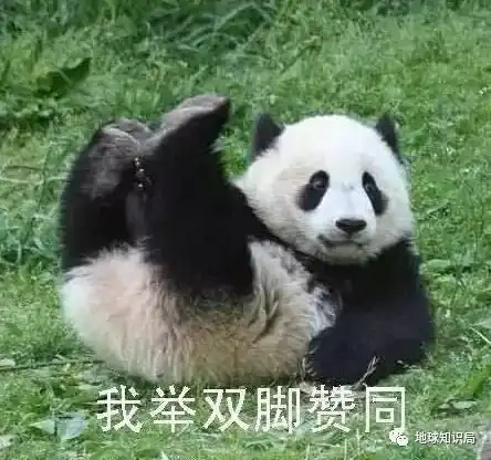 美帝再牛逼,遇见熊猫也得吸
