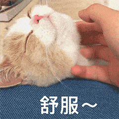 粉丝投稿猫咪想想表情包
