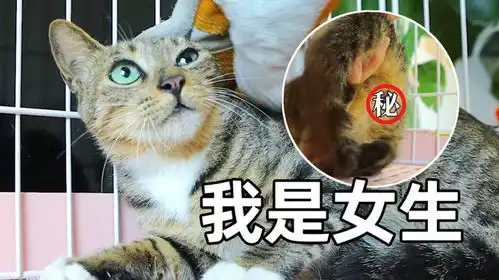 才发现抓来的公猫竟没有蛋蛋,猫哥变猫妈,摆了个大乌龙
