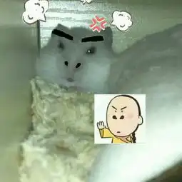 属于仓鼠宝宝的可爱表情包,你值得收藏快资讯
