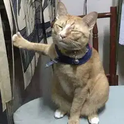你家猫爪子被勾住了,第一时间怎么做当然是去拍照
