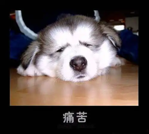 宠物活体消费市场陷阱,你知道多少
