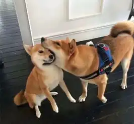 未来狂犬病将要降低极点从根源中拔除狂犬病
