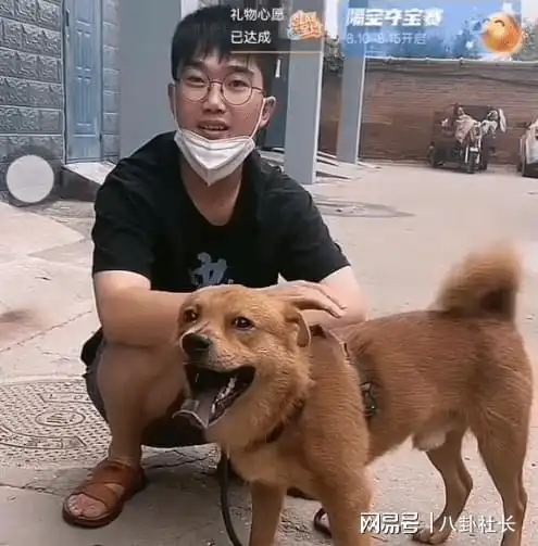 网红狗小胖现身下牙齐全状态健康,当事人放话出200w者带走它
