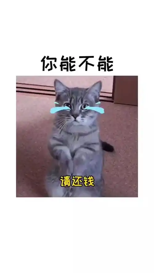 你能不能表情包搞笑视频经典段子情侣夫妻
