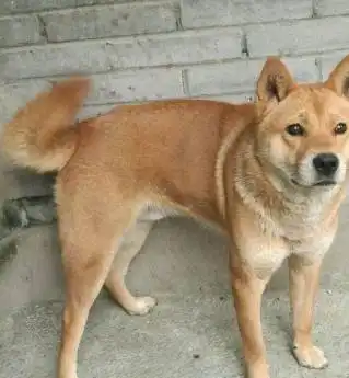很容易掉毛的6种狗狗,阿拉斯加上榜,新生铲屎官得留意了
