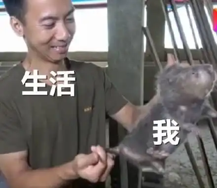 土味的华农兄弟火了,大家的审美也开始消费降级了
