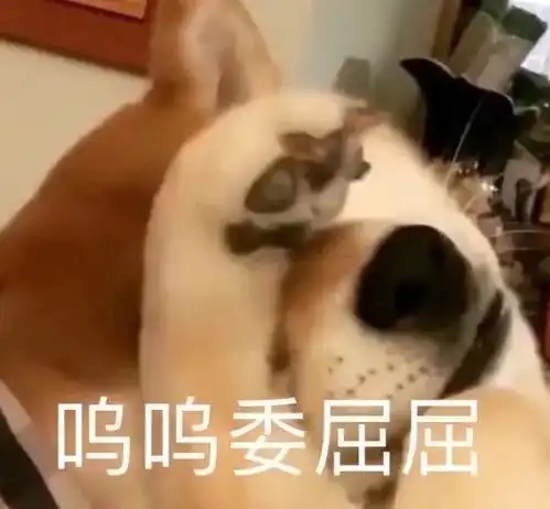沙雕搞怪表情包丨隔着屏幕馋了
