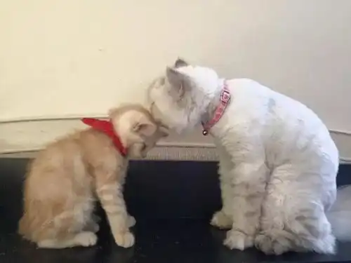 网友新买了一只小猫,担心跟大猫处不好,结果
