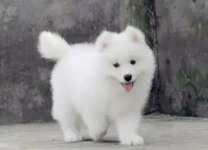 在宠物店买狗狗有什么需要注意的

