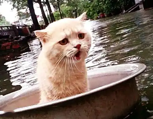 突发大水,流浪猫坐盆自救,看清它的表情后,让人哭笑不得宠物流浪猫生病网易订阅