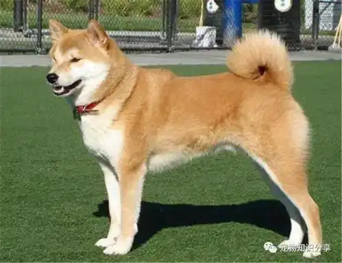 狗狗尿黄的4种原因及对策