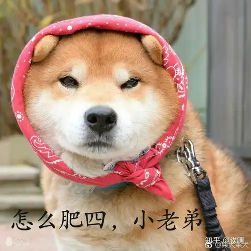 有哪些超级可爱的柴犬的表情包
