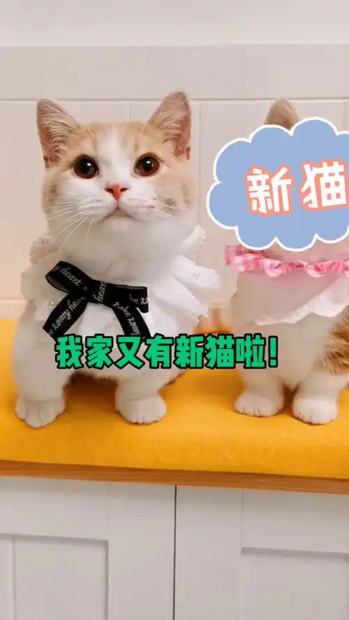 小短腿和小短腿的见面现场也太萌了吧
