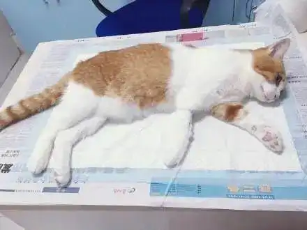 猫咪绝育后的表情太惆怅,最后那位别哭了

