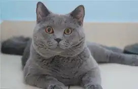 你们表再发猫猫狗狗的帖子来我家money在60页
