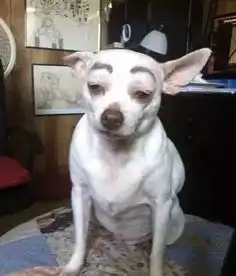当汪星人画上眉毛后,这突然而来的喜感....哈哈哈,先笑一会儿....
