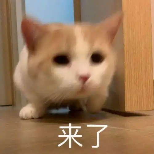 表情包动图你刚刚好凶
