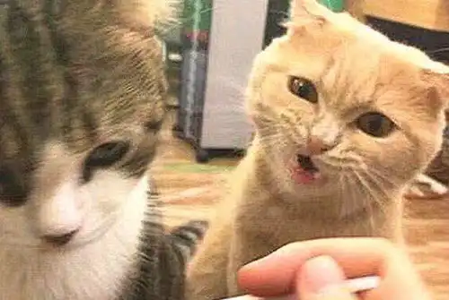 主子偏爱一只猫,另一只失宠瞬间变身猫妖,主人马上要被吃了

