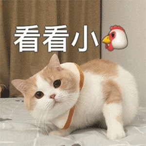 聊天斗图表情包丨拍下你开车的证据

