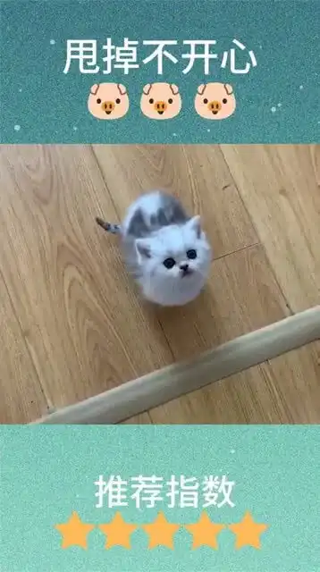 被抓住了后颈的小猫咪,这幅表情,是打算放弃抵抗了吗
