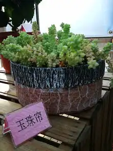 小香猪猪笼草肥猪灯新春将至,镜头的焦点是可爱的它
