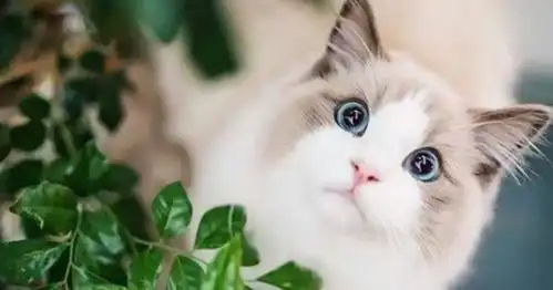 猫咪做完绝育回到家,看着铲屎官蛋蛋没有了
