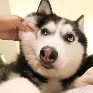 二哈表情包
