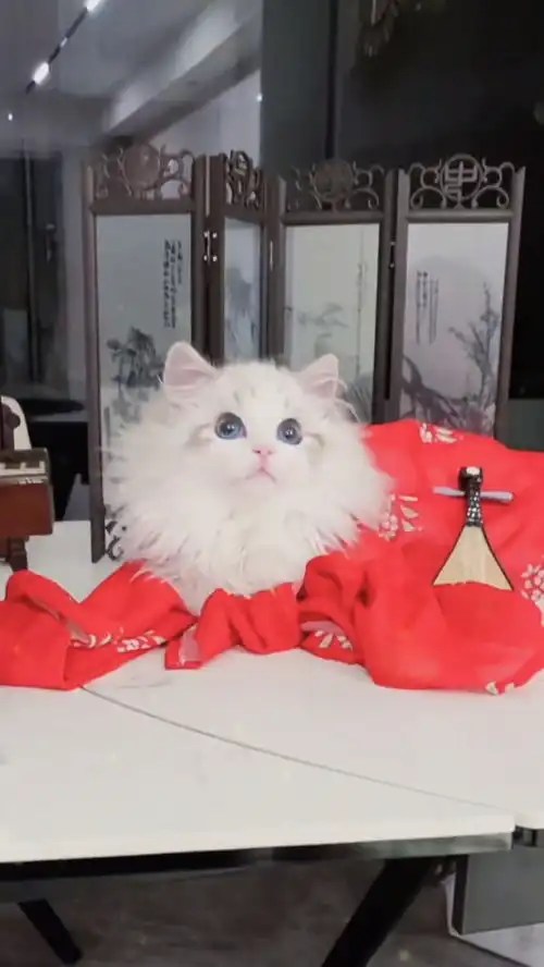 古有妲己魅惑君上今有猫妖魅惑众生大家不想说点什么吗
