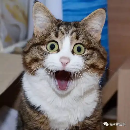 关于带猫出国那些事儿文末附事儿君最新动向一则
