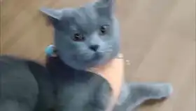 混血野生蓝猫总是一脸不爽的表情野性不需要证明,气质直接凸显
