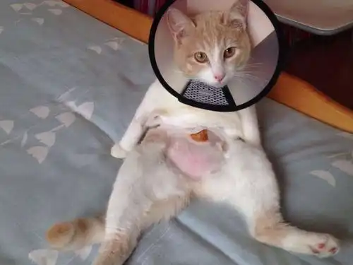 猫咪绝育是好还是坏你想要知道的真相,都在这里
