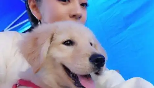 动物心理学家指出你的拥抱会让狗狗压力很大,爱它,请不要抱它
