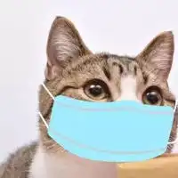 猫咪口罩头像猫咪戴口罩可爱头像
