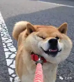 柴犬果然是整个汪星球唯一可
