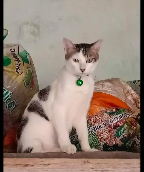 网友举板凳让在高处的猫咪下来,它却很傲娇的扭过头去不需要
