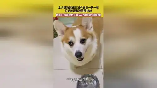 7月19日发布江苏,主人帮狗狗减肥,减少食量一天一顿,它叼着饭盆跑厨房18趟,网友狗盆经历了什...
