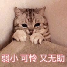 广州十所发际线最高的大学排行
