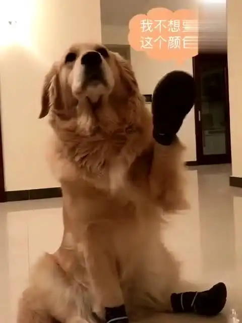 主人给金毛买了双蓝色的鞋,金毛这表情实在太可爱了