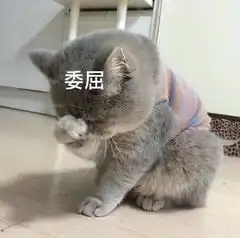 表情包委屈篇
