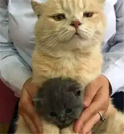 全家喜得贵猫后,猫爸一脸嫌弃让它走
