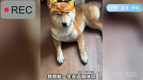 歌曲的杀伤力有多大,可以扭曲狗子的表情
